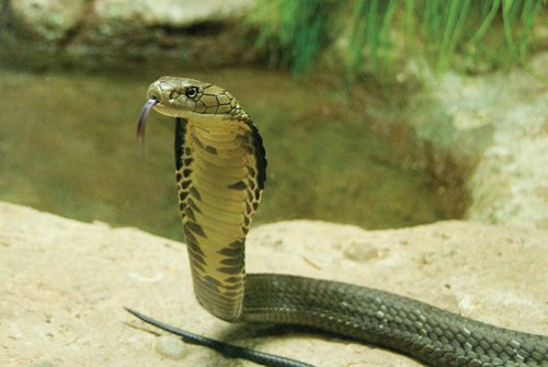 KingCobra_01